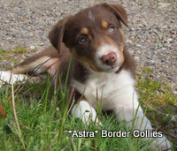 Red tricolour, Female, Smooth to medium border collie puppy